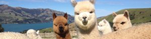 alpaca stables and field shelters range