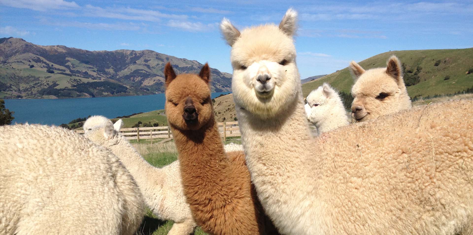 SMALL BREEDS RANGE – ALPACA SHELTERS & PONY STABLES